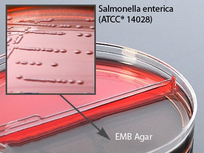 BOX/10: Prepared Media Blood Agar / Eosin Methylene Blue (EMB) Agar Bi-Plate Format